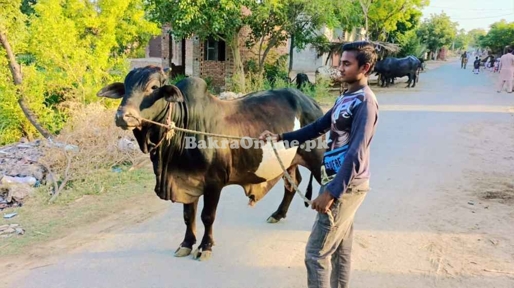 Wacha / Qurbani ka Janwar/ Bachra /Kata /desi vacha / بچھڑا