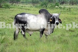 Very Heavy Indian Breed Bull for Sale