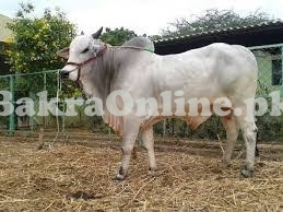 Beautiful White Indian Bull On Sale For this Eid.