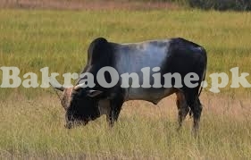 Very Heavy Choga Indian Bull for Sale