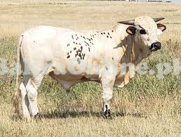 Very Beautiful White Indian Bull On Display for Sale