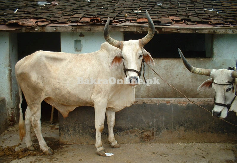 Desi Kankreg Bull for Sale