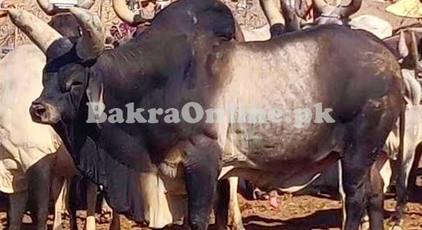 Beautiful Desi Kankreg Bull for Sale Qurbani ka Janwar