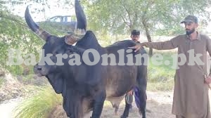 Kankreg Bull for Sale in Black Colour