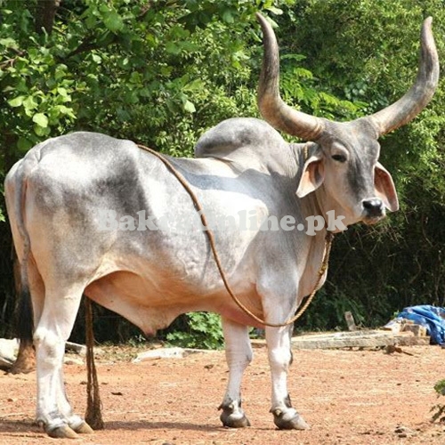 Kankreg Bull for Sale in Peshawar