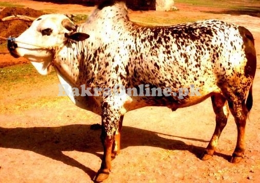 Best Lohani Cattle for Sale in Rawalpindi