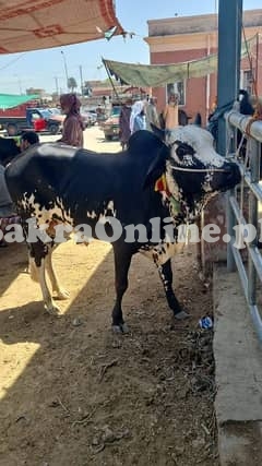 Desi Lohani Bull for Sale