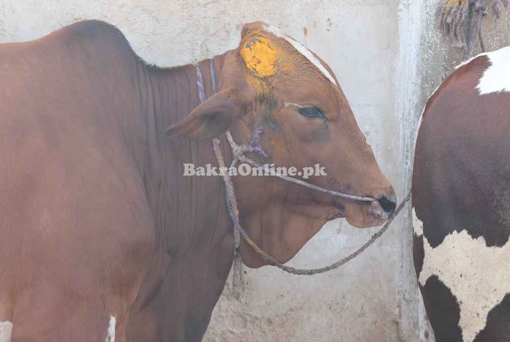 Brown Colour Lohani Cattle for Sale