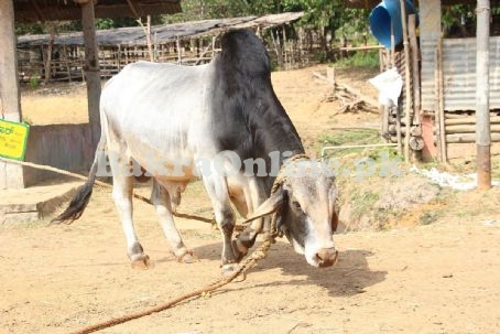 Lohani Bull for Sale in Quetta