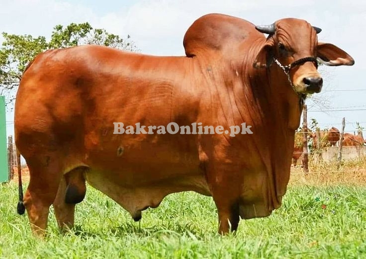 Mass Weighted Red Sindhi Bull for Sale