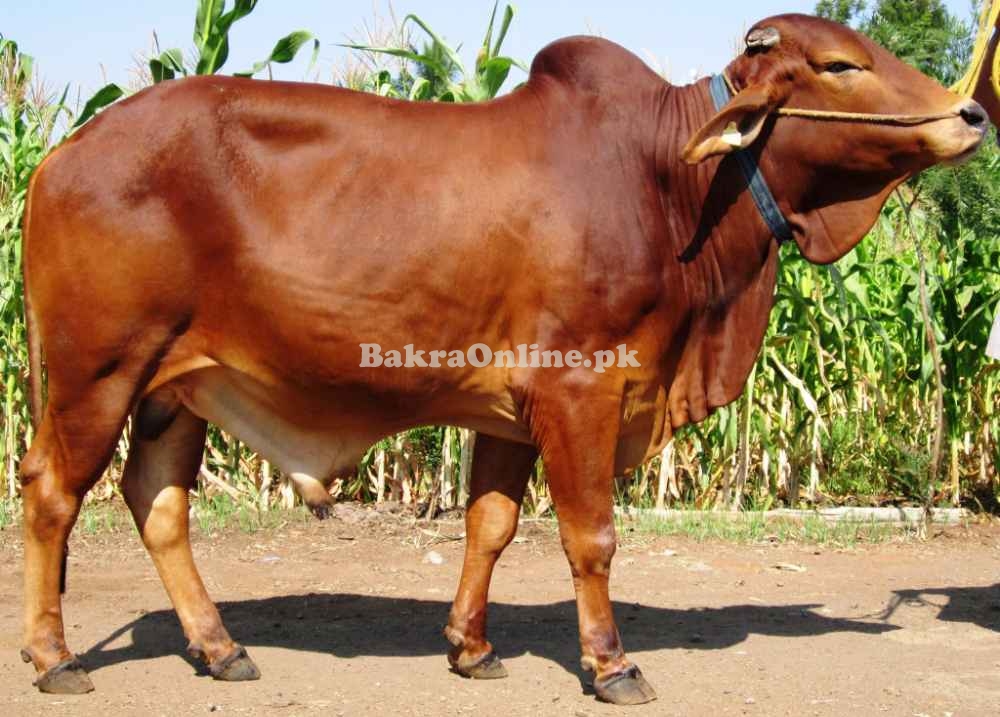 Desi Red Sindhi Cattle for Sale