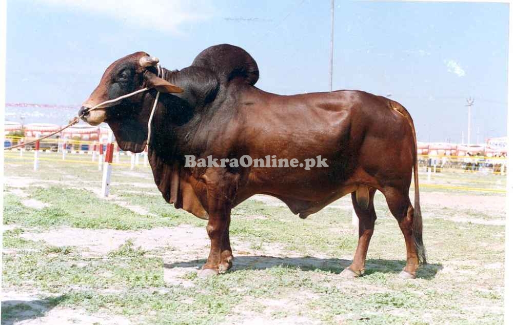 Dark Red Sindhi Bull for Sale in Gujranwala