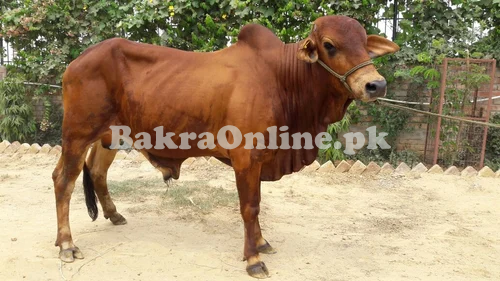 Cheap 3 man Red Sindhi Cattle for Sale