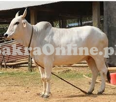 Big Achai Bull for sale for Qurbani