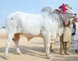 A Heavy Achai Choga for Sale for Qurbani