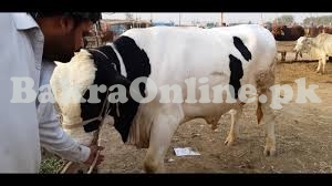 Australian Bull For Sale for Qurbani