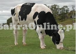 Heavy Australian Bull For Sale For Qurbani