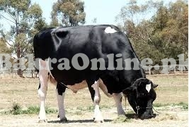 Australian Bachra For Sale For Qurbani