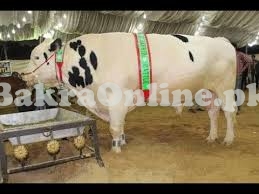 Australian Bull For Sale Heavy Beautiful for Qurbani