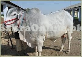 Heavy Bhagnari Bull on Sale for Qurbani