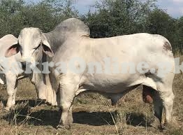 Very Heavy Brahman Bull on Sale for Qurbani