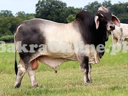 Heavy Brahman Bull on Sale for Qurbani