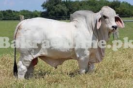 Heavy White Brahman Bull on Sale for Qurbani