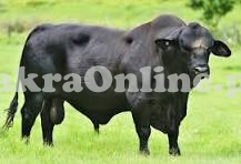 Strong Muscular Brahman Bull On Display