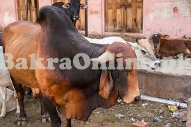 Great Red Brahman Bull for Sale for Sacrifice