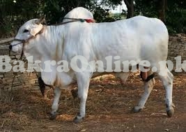 Paper White Gorgeous Brahman Bull on Sale