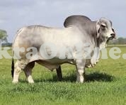 Majestic Choga Brahman Bull For Sale