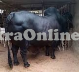 Tall Muscular Black Beast Cholistani Bull On Sale For Qurbani