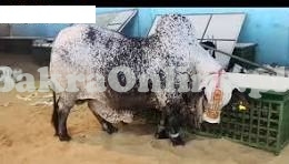 Big Hump Heavy Cholistani Bull On Sale for Qurbani