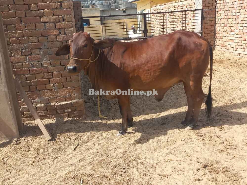 Qurbani shandar shoq ki qurbani