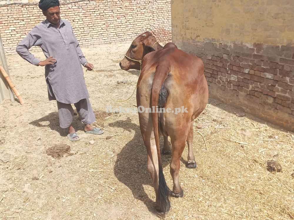 Qurbani shandar shoq ki qurbani