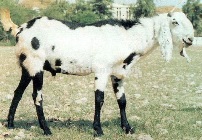 Kurri Bakra for Sale in Faisalabad