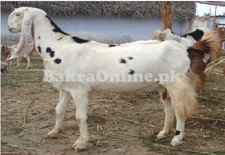 Labri Goat For sale in Hyderabad