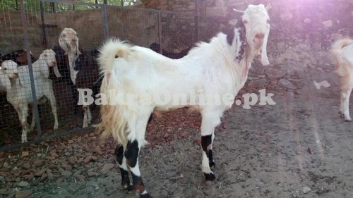 Desi Labri Khassi Bakra for sale