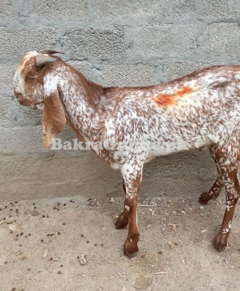 Lappi Bakra for Sale in Rawalpindi