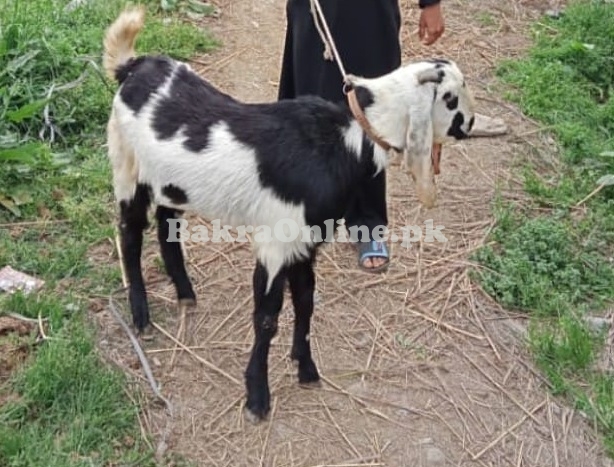 Lappi Goat Available for Sale