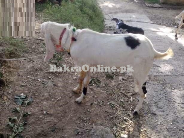 Lappi Bakra Available in Peshawar