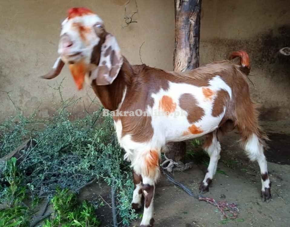 Desi Lappi Kassi Bakra for Sale