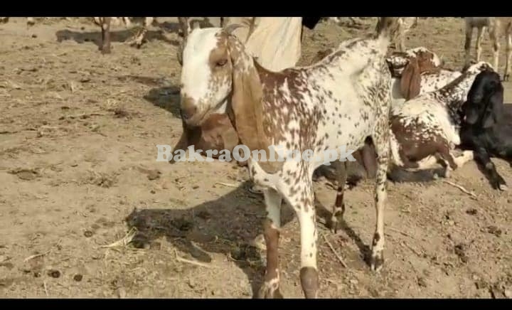 Lehri Bakra for Sale in Rawalpindi