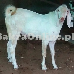 Pure White Lehri Bakra for Sale