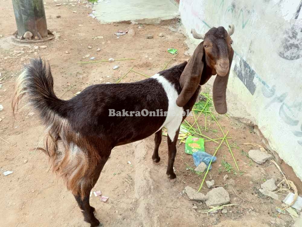 Beautiful Goat sell home breed