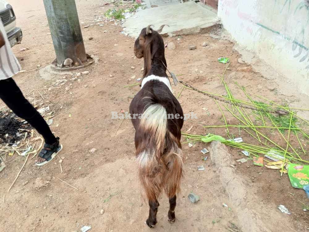 Beautiful Goat sell home breed