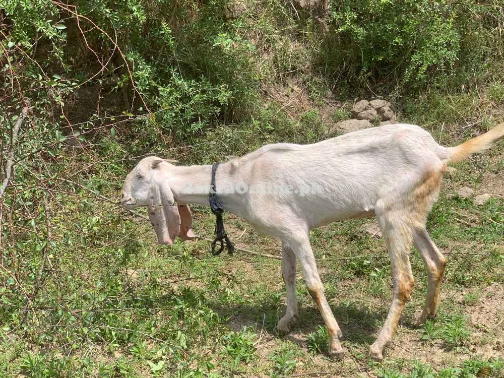 Lehri Bakr for Sale in Multan