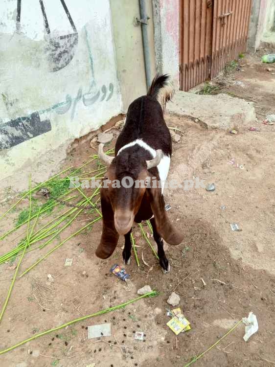 Beautiful Goat sell home breed