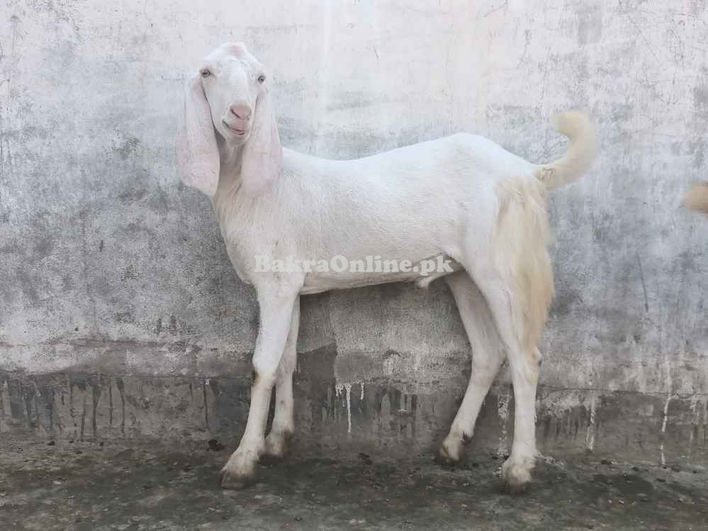 White Lohri Bakra for Sale in Islamabad