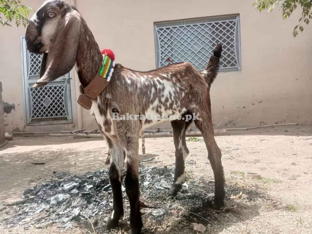 Lohri Goat for Sale in Gujranwala